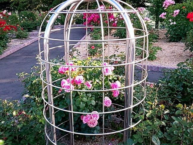籠に包まれた薔薇ピンク_はぼろバラ園