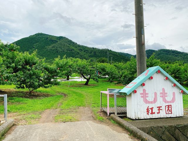 畑_ぶどう・桃 紅玉園