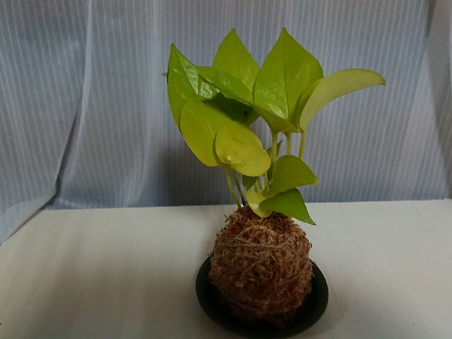 思ったより大きめで立派にできました♪黄緑色が可愛い_フラワースタジオチハル 四条烏丸教室