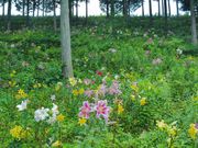 ぶんちゃんさんの【2022年より休止】谷汲ゆり園の投稿写真2