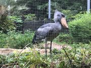 otadoさんの高知県立のいち動物公園の投稿写真1