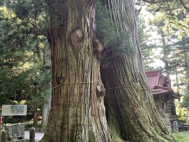 日本の立派な逆杉_八幡神社の逆杉