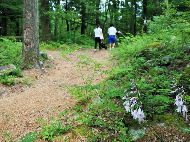 文化の森公園内の遊歩道 横を流れる大田切川で水遊びも出来ます(コバギボウシ)_菅の台水と文化の森公園