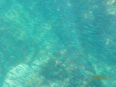 ゆうちゃんさんのリーフ レイダーズへの投稿写真1