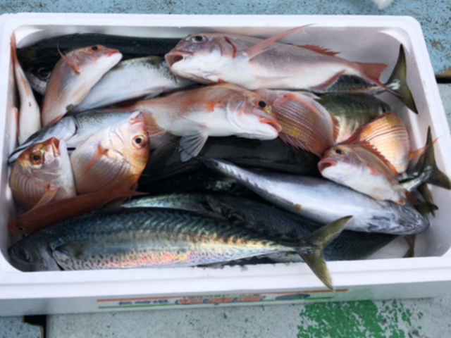 たくさん釣れた_有限会社はるひら丸
