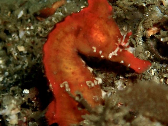 1年ぶりの城ヶ島!
楽しませてもらいました〜_SEA DROP HAYAMA DIVERS
