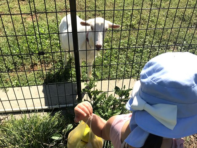 お隣の太陽光発電所の
羊さんも興味深々?!_みかん狩り とくら園