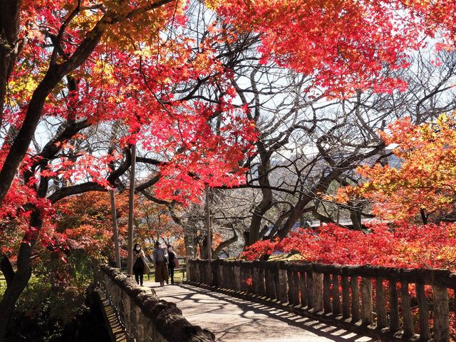 高遠城跡の紅葉001_高遠城跡