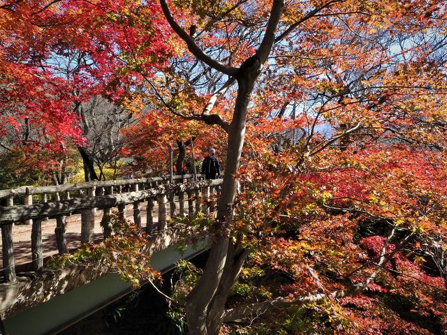高遠城跡の紅葉003_高遠城跡