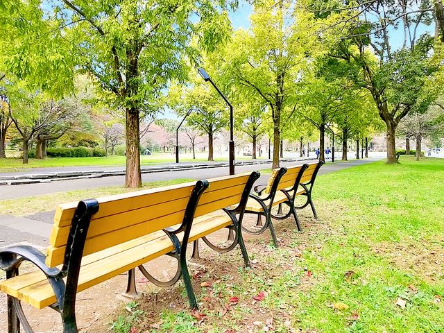 並木道のベンチ_舎人公園