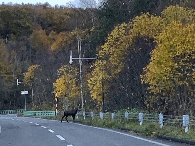 鹿にも3頭会えました!
夫はキツネも見たらしい。_北海道ガイド禅