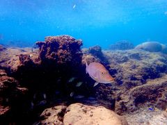アークアローさんのB-natureへの投稿写真1