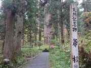 りゅうさんの羽黒山爺杉の投稿写真1