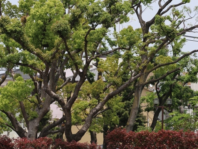 大きな木もあります。_住吉公園(大阪市住之江区)