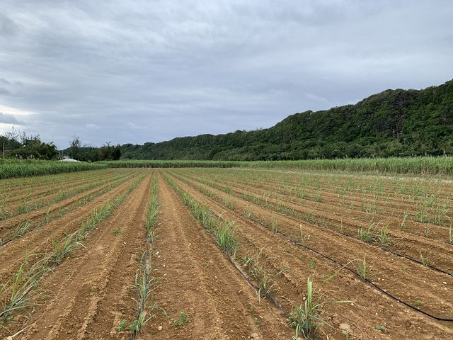長幕(崖壁及び崖錐の特殊植物群落)