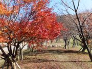 こぼらさんの奥津湖畔広場の投稿写真5