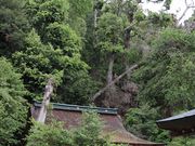 Yanwenliさんの月読神社の投稿写真2