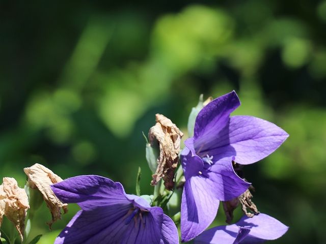たくさんの花が植えられています。_信濃国分寺跡史跡公園