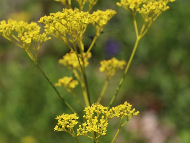その花が詠まれた歌も立札になっていました。_信濃国分寺跡史跡公園