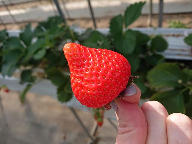 いちご♪_鈴木農園