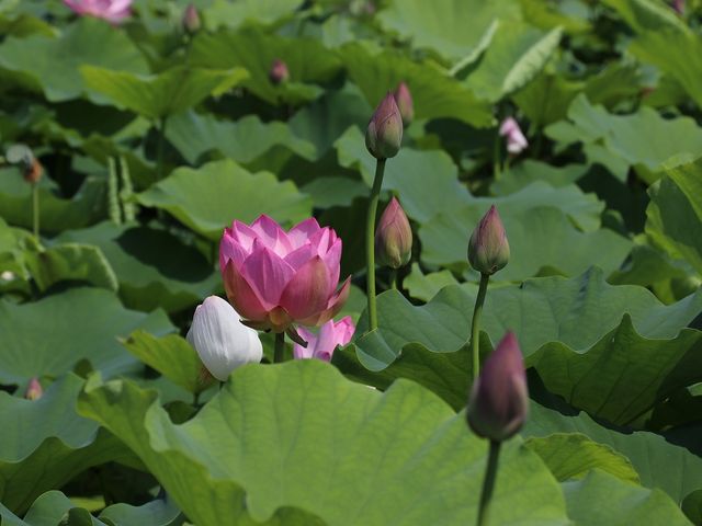 8月上旬、蕾も残っていました。_信濃国分寺の蓮