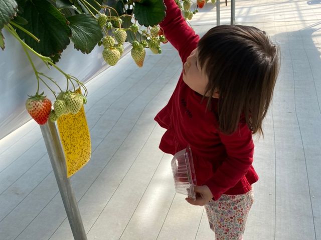 3歳でも楽しく遊べました_カウベルいちご園