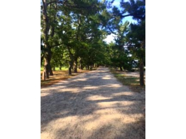 雪乃さんの天橋立のくろまつの投稿写真1