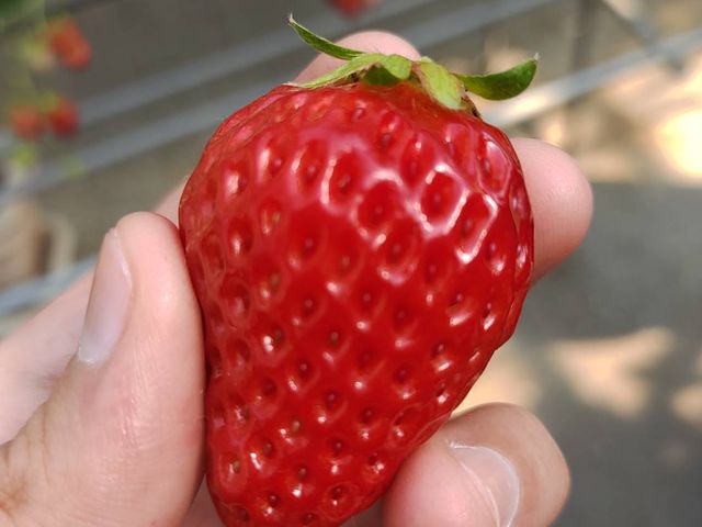 真っ赤な大きないちご。美味しいです。_いちかわベリーハウス