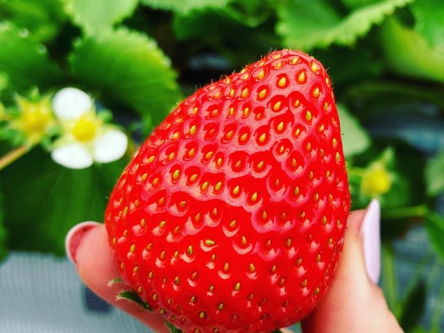 大きないちご_strawberry farm ふじもと