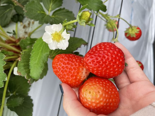 百花園でゴルフじゃなくていちご狩り!_合志百花園ファーム