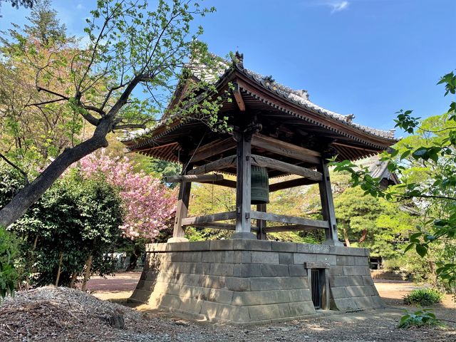 鐘楼と桜_勝願寺
