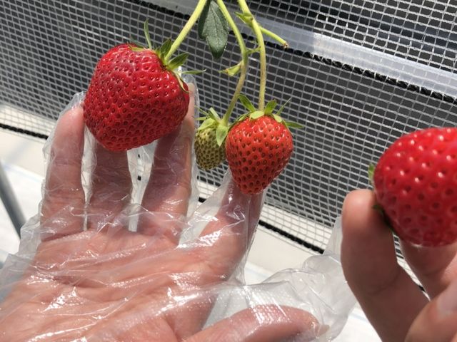 赤くてヘタが上に上がっているものが完熟だそうです。ちゃんと完熟のものを食べるとあっまくて、サイコー!_フルーツフィールド鳥取砂丘