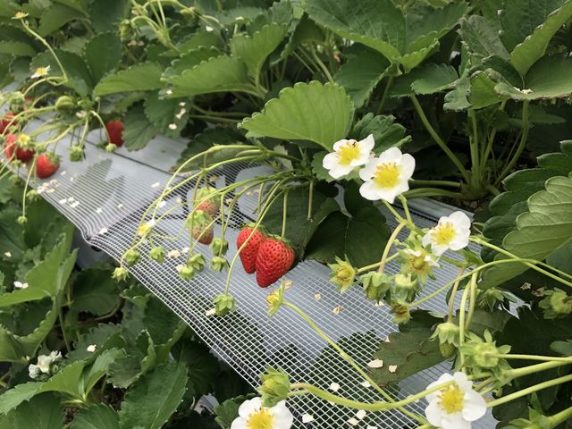 可愛いイチゴ_いちごさんぽ園