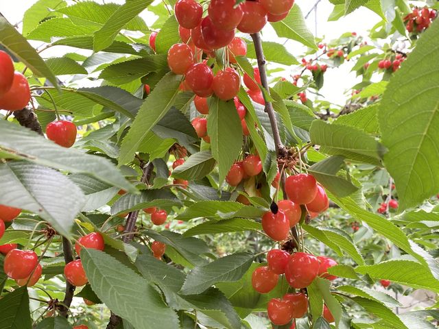 紅粒が沢山_うぐいすの宿観光果樹園