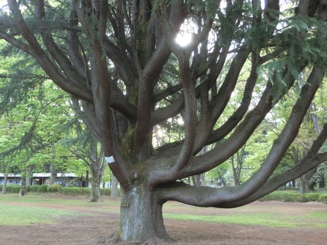 名木百選_砧公園