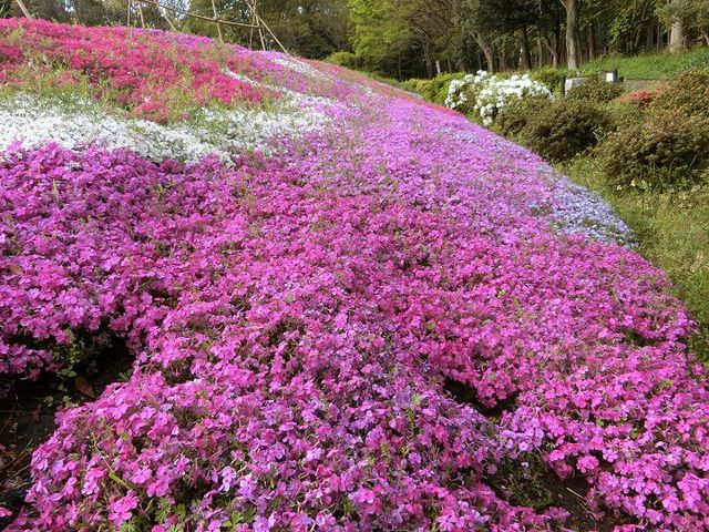 西側花壇は芝桜が満開です_砧公園
