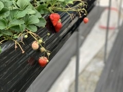 ごちまむさんのみどりの農園への投稿写真1