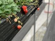 ごちまむさんのみどりの農園の投稿写真1