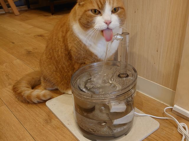 とにかく可愛い!_CatCafeOBC
