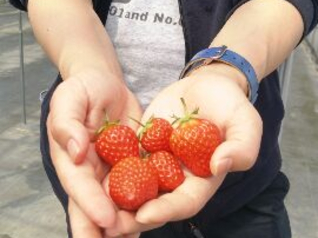 沢山のイチゴに夫が大喜びしていました。_まるおファーム