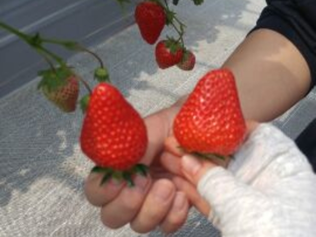 大きなイチゴ!とても甘くておいしかったです。_まるおファーム