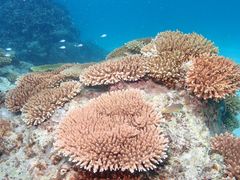 (ノ^ω^)ノさんのDIVING SHOP RYAAANへの投稿写真1