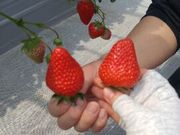 あずあずさんのまるおファームの投稿写真1