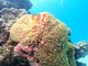 (ノ^ω^)ノさんのDIVING SHOP RYAAANへの投稿写真2