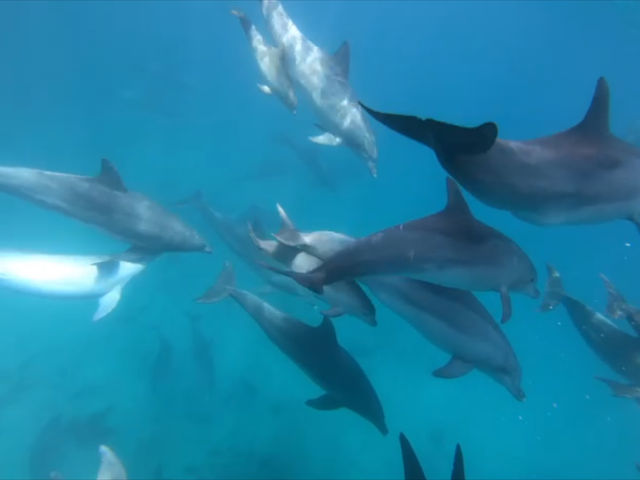 スタッフの方が海の撮影をされてて写真を頂きました。
青い海でとても綺麗でした。_天草市イルカウォッチング総合案内所