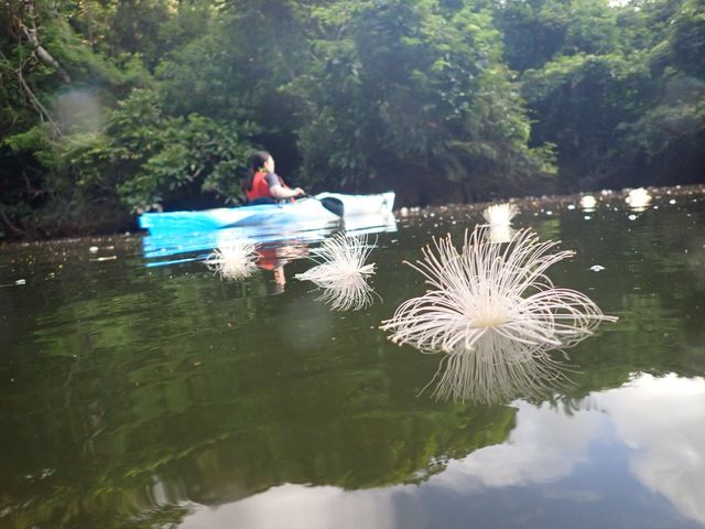 落ちたサガリバナが幾つも川面を流れていきます_西表島コモレビトリップ
