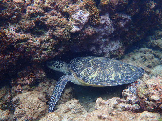 お昼寝のウミガメ_屋久島 旅工房