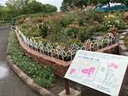 ウッキーさんの伊予三島運動公園バラ園の投稿写真1