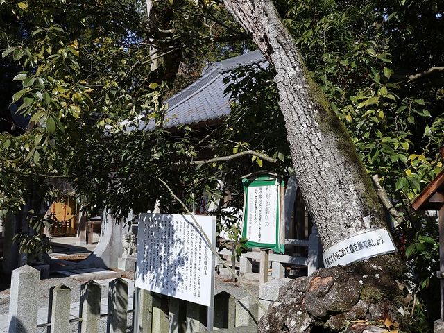癌封治瘤の木。_ひえ田野神社