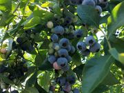 kaedeさんのマサキファームの投稿写真1